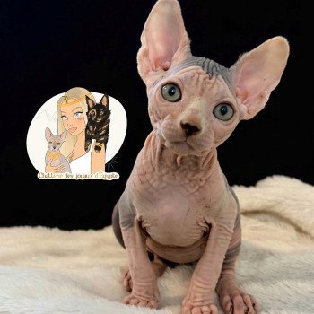 chaton Sphynx blue tabby & blanc APOLLO Chatterie Des Joyaux d’Égypte