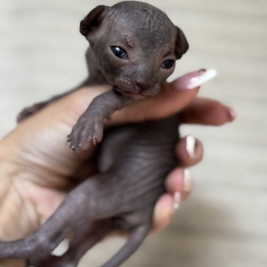 chaton Sphynx black Anéphysse Chatterie Des Joyaux d’Égypte