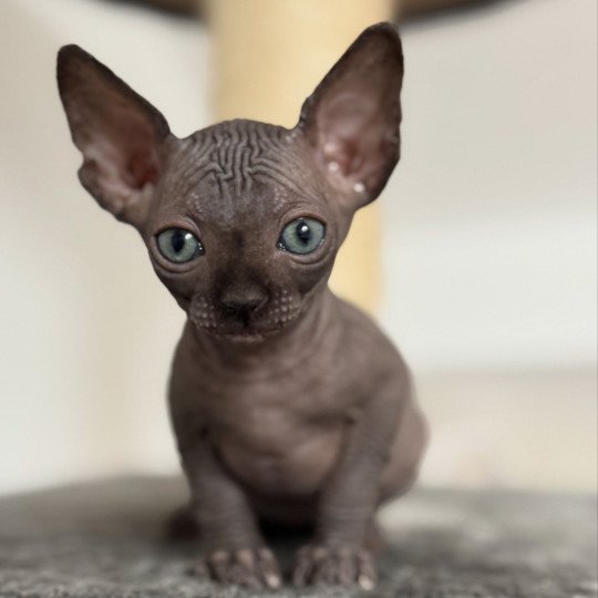 chaton Sphynx chocolate Æggy Chatterie Des Joyaux d’Égypte