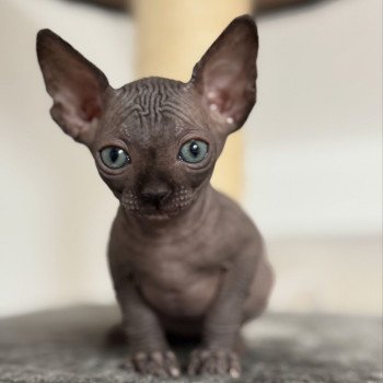 chaton Sphynx chocolate Æggy Chatterie Des Joyaux d’Égypte chaton Sphynx chocolate Æggy Chatterie Des Joyaux d’Égypte