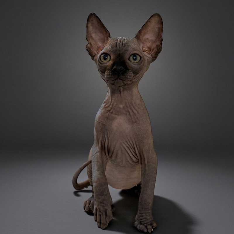 Æggy Des joyaux d’Égypte Femelle Sphynx
