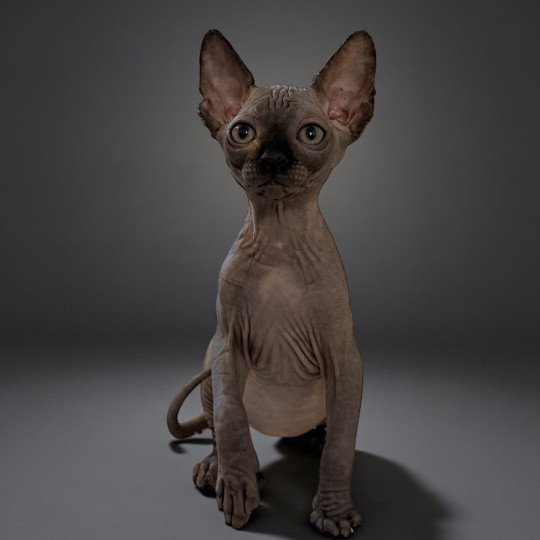 Æggy Des joyaux d’Égypte Femelle Sphynx