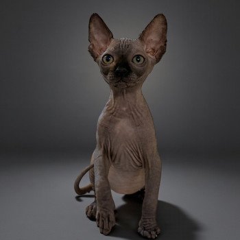 chaton Sphynx chocolate Æggy Chatterie Des Joyaux d’Égypte chaton Sphynx chocolate Æggy Chatterie Des Joyaux d’Égypte