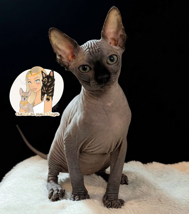 ÆGGY Des joyaux d’Égypte Femelle Sphynx