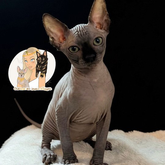 ÆGGY Des joyaux d’Égypte Femelle Sphynx
