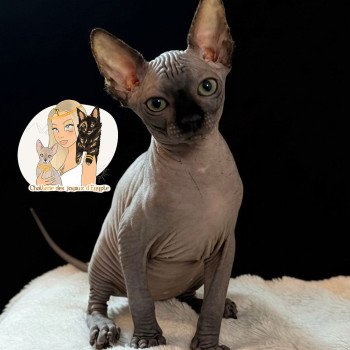 chaton Sphynx chocolate Æggy Chatterie Des Joyaux d’Égypte