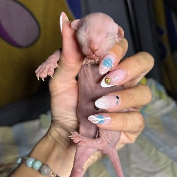 chaton Sphynx Anubis Chatterie Des Joyaux d’Égypte