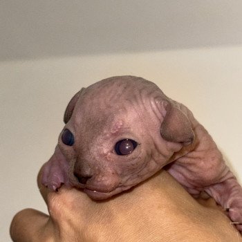 chaton Sphynx seal point Anubis Chatterie Des Joyaux d’Égypte