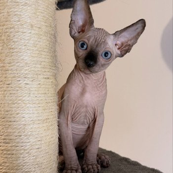 chaton Sphynx seal point Anubis Chatterie Des Joyaux d’Égypte chaton Sphynx seal point Anubis Chatterie Des Joyaux d’Égypte