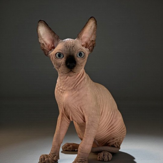 Ares Des joyaux d’Égypte Mâle Sphynx