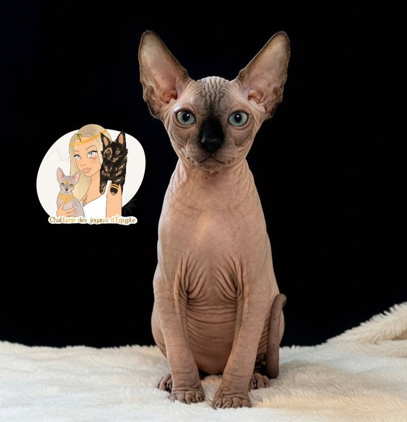 Ares Des joyaux d’Égypte Mâle Sphynx