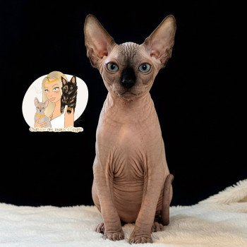 chaton Sphynx seal point Ares Chatterie Des Joyaux d’Égypte