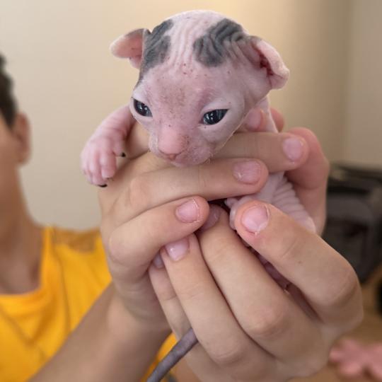 Balto Des joyaux d’Égypte Mâle Sphynx