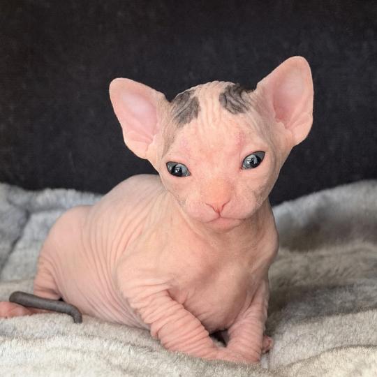 Balto Des joyaux d’Égypte Mâle Sphynx