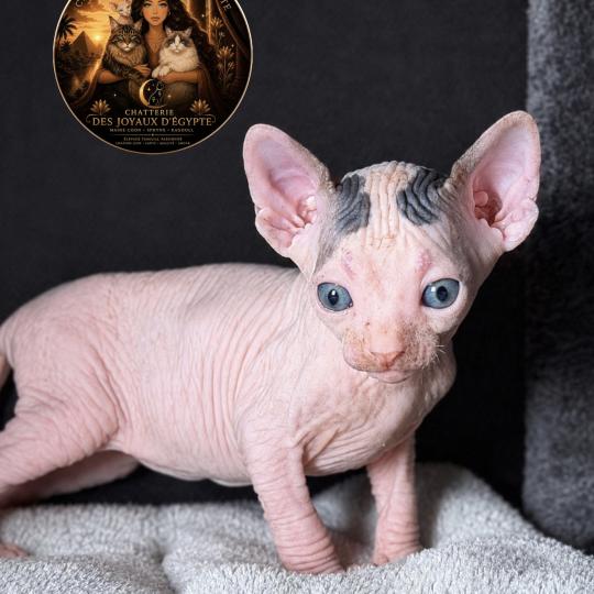 Balto Des joyaux d’Égypte Mâle Sphynx