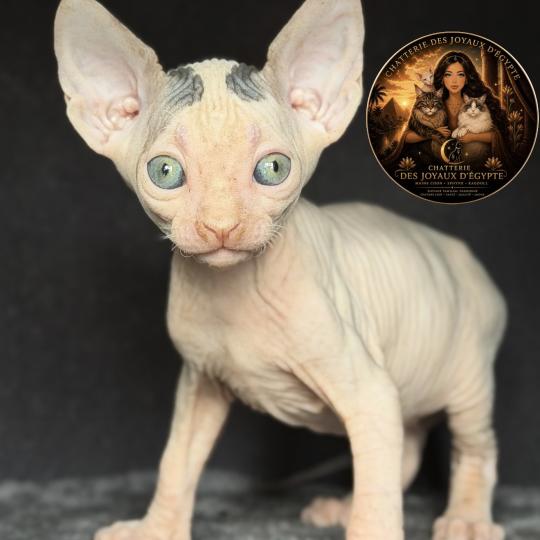 chaton Sphynx brown tabby & blanc van Balto Chatterie Des Joyaux d’Égypte