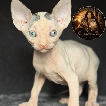 chaton Sphynx brown tabby & blanc van Balto Chatterie Des Joyaux d’Égypte