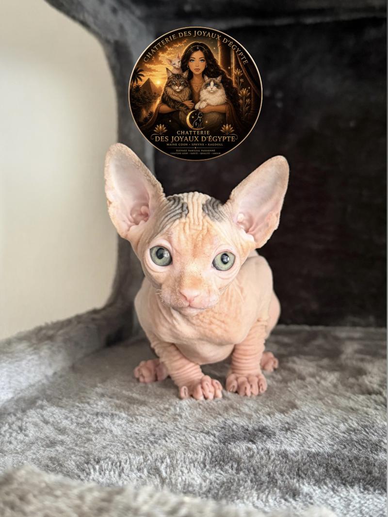 Balto Des joyaux d’Égypte Mâle Sphynx