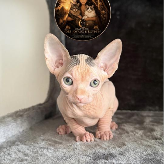 Balto Des joyaux d’Égypte Mâle Sphynx