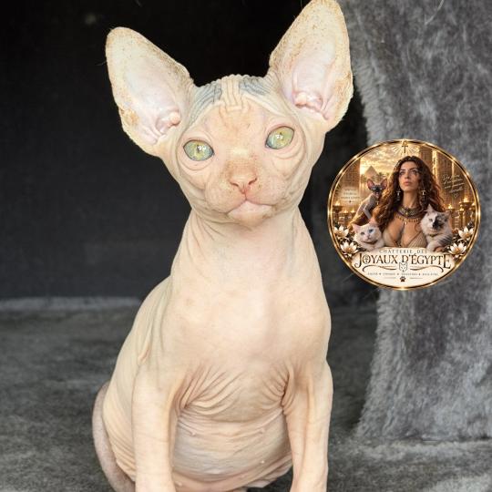 Balto Des joyaux d’Égypte Mâle Sphynx