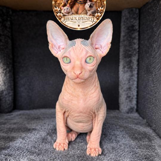 Balto Des joyaux d’Égypte Mâle Sphynx