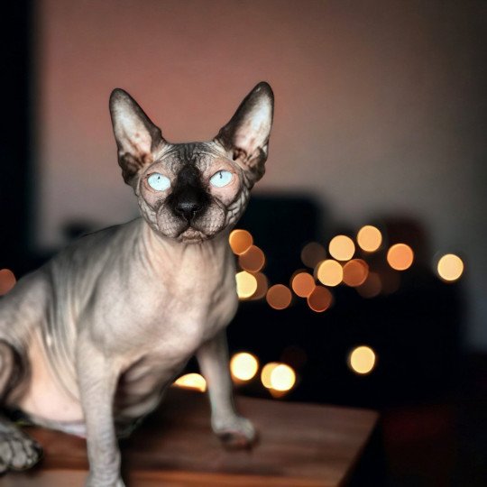 Saqqarâh de la Taverne de Gollum Mâle Sphynx