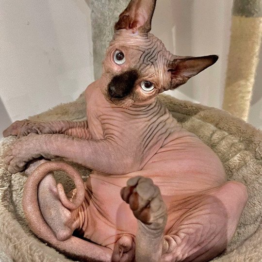 chat Sphynx charcoal point Saqqarâh Chatterie Des Joyaux d’Égypte