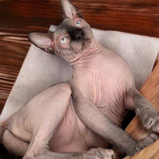 chat Sphynx charcoal point Saqqarâh Chatterie Des Joyaux d’Égypte