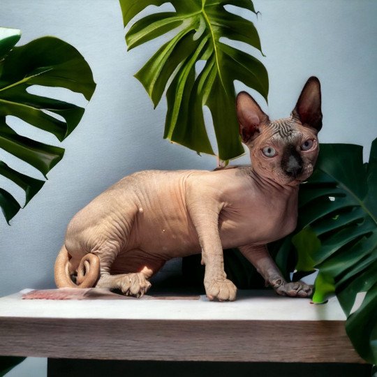 chat Sphynx charcoal point Saqqarâh Chatterie Des Joyaux d’Égypte