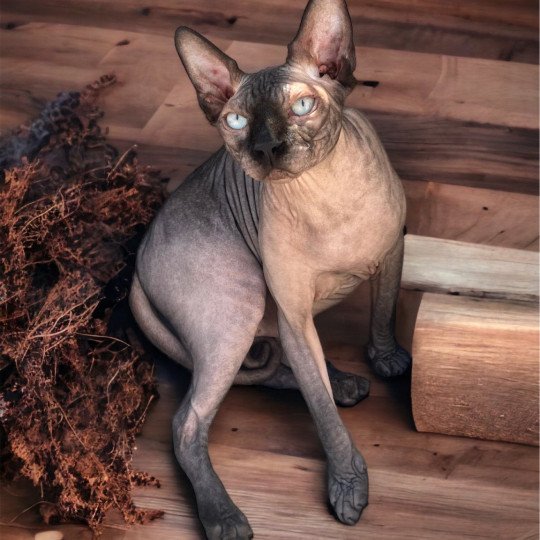chat Sphynx charcoal point Saqqarâh Chatterie Des Joyaux d’Égypte