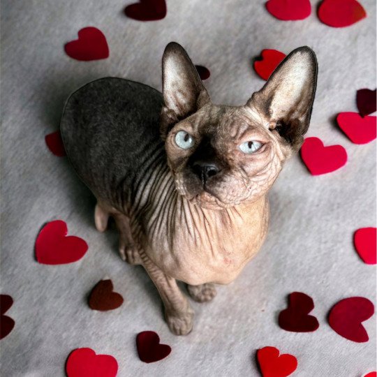 chat Sphynx seal point Saqqarâh Chatterie Des Joyaux d’Égypte