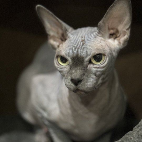 chat Sphynx blue Tharâh Chatterie Des Joyaux d’Égypte