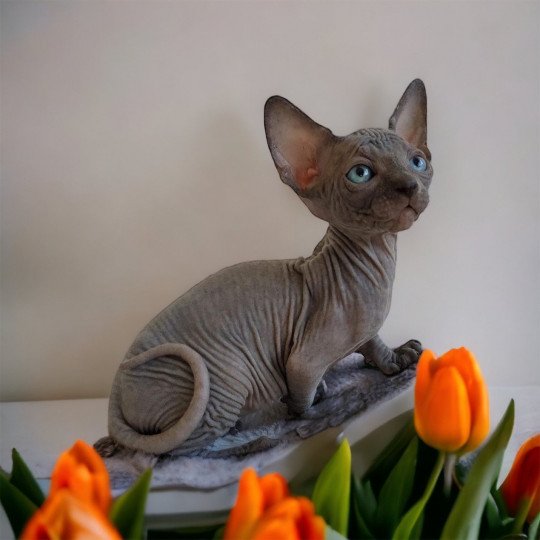 chat Sphynx Tharâh Chatterie Des Joyaux d’Égypte
