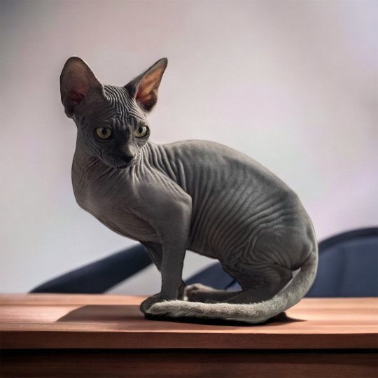 chat Sphynx Tharâh Chatterie Des Joyaux d’Égypte