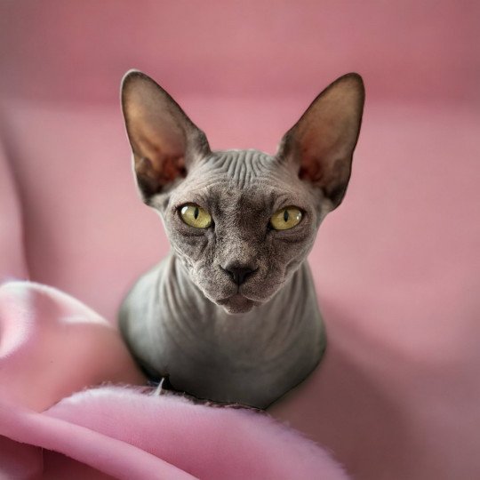 chat Sphynx Tharâh Chatterie Des Joyaux d’Égypte
