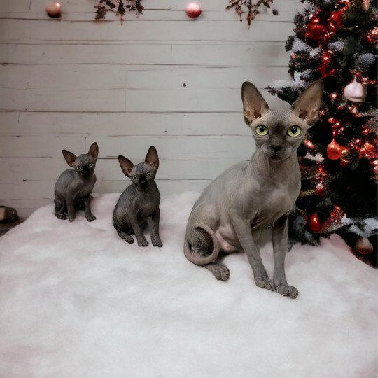 chat Sphynx blue Tharâh Chatterie Des Joyaux d’Égypte