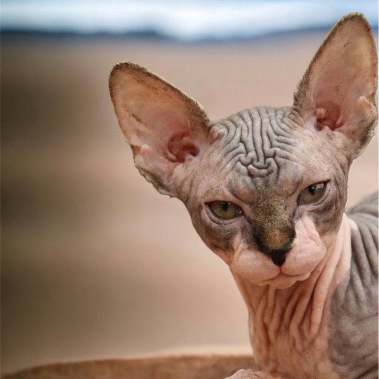 U'Kéhops Mâle Sphynx