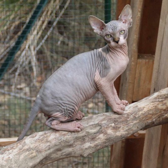 chat Sphynx brown tabby bicolor U'Kéhops Chatterie Des Joyaux d’Égypte