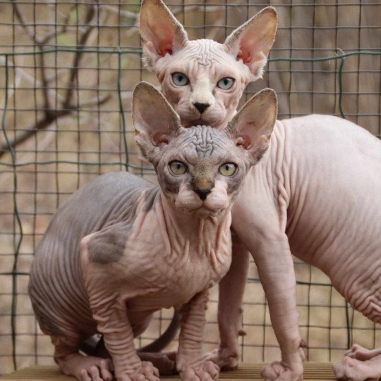 chat Sphynx brown tabby bicolor U'Kéhops Chatterie Des Joyaux d’Égypte