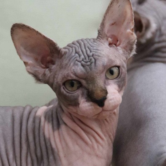 chat Sphynx brown tabby bicolor U'Kéhops Chatterie Des Joyaux d’Égypte