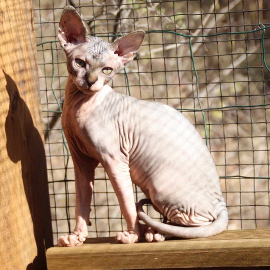 chat Sphynx brown tabby bicolor U'Kéhops Chatterie Des Joyaux d’Égypte
