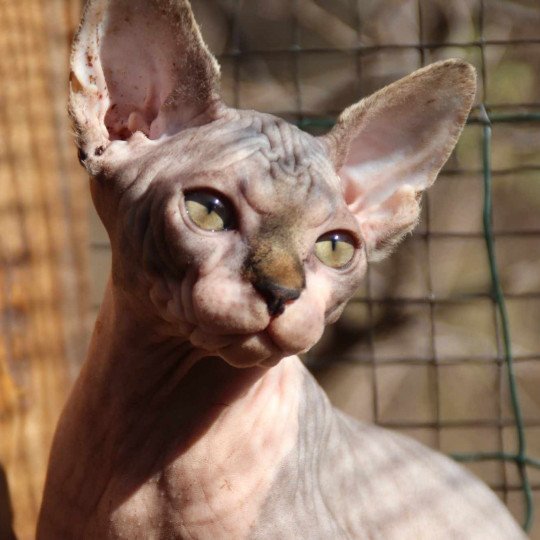 chat Sphynx brown tabby bicolor U'Kéhops Chatterie Des Joyaux d’Égypte