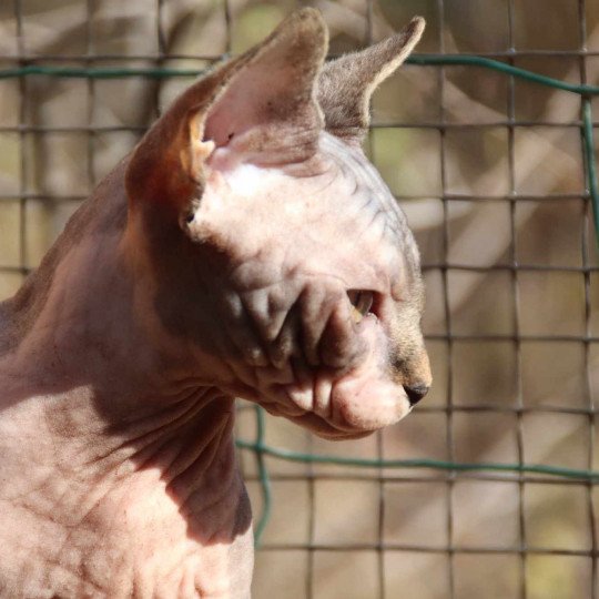 chat Sphynx brown tabby bicolor U'Kéhops Chatterie Des Joyaux d’Égypte