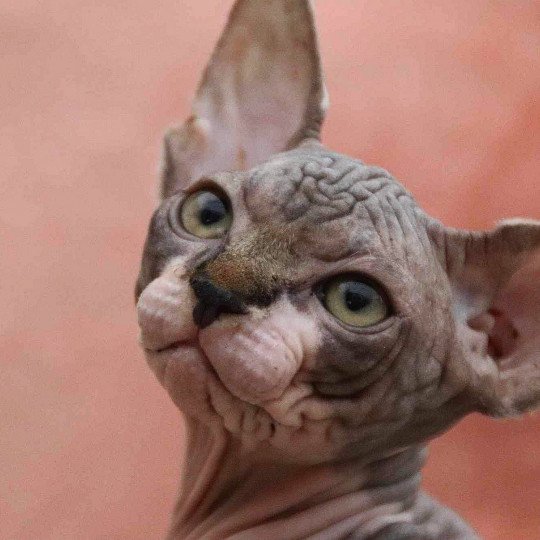 chat Sphynx brown tabby bicolor U'Kéhops Chatterie Des Joyaux d’Égypte