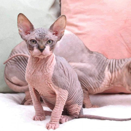 chat Sphynx brown tabby bicolor U'Kéhops Chatterie Des Joyaux d’Égypte