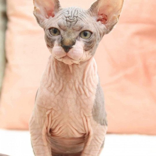 chat Sphynx brown tabby bicolor U'Kéhops Chatterie Des Joyaux d’Égypte