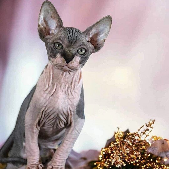 chat Sphynx brown tabby bicolor U'Kéhops Chatterie Des Joyaux d’Égypte