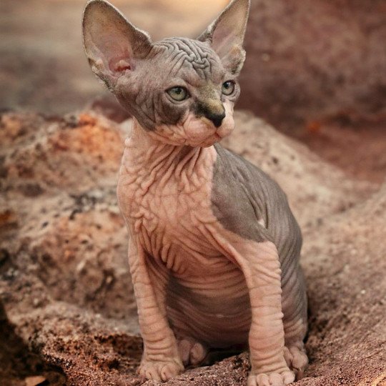 chat Sphynx brown tabby bicolor U'Kéhops Chatterie Des Joyaux d’Égypte
