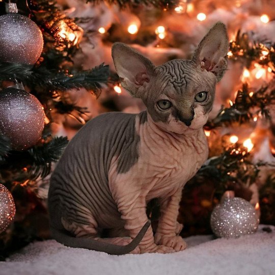chat Sphynx brown tabby bicolor U'Kéhops Chatterie Des Joyaux d’Égypte