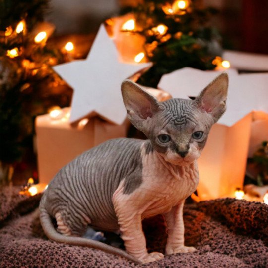 chat Sphynx brown tabby bicolor U'Kéhops Chatterie Des Joyaux d’Égypte